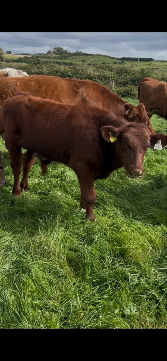 PBR shorthorn weanling bull - Image 4