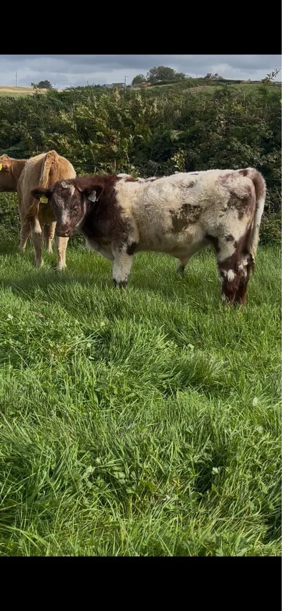 PBR shorthorn weanling bull - Image 2