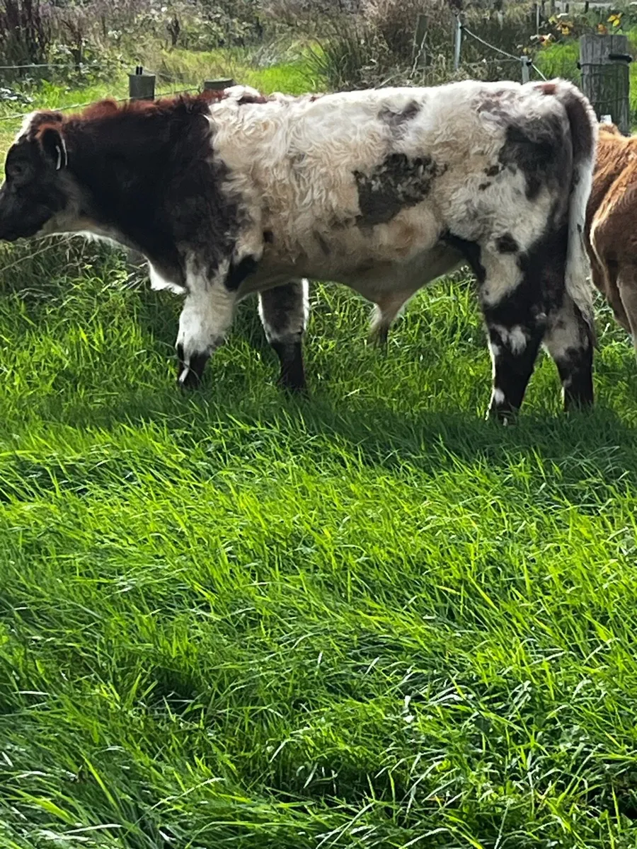 PBR shorthorn weanling bull - Image 1
