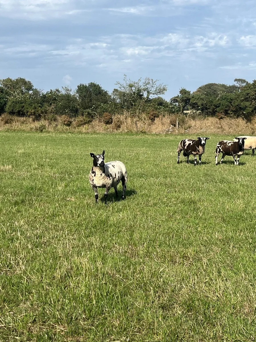 Pbr Dutch spotted ewe lambs, hogget, ram lambs - Image 4