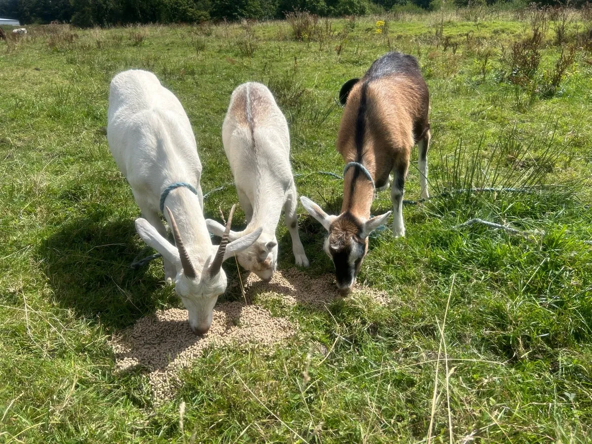 Female goats - Image 3