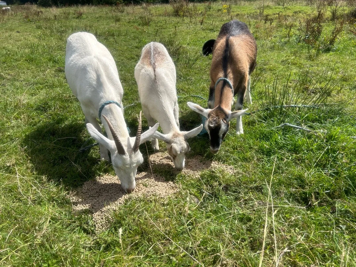 Female goats - Image 4