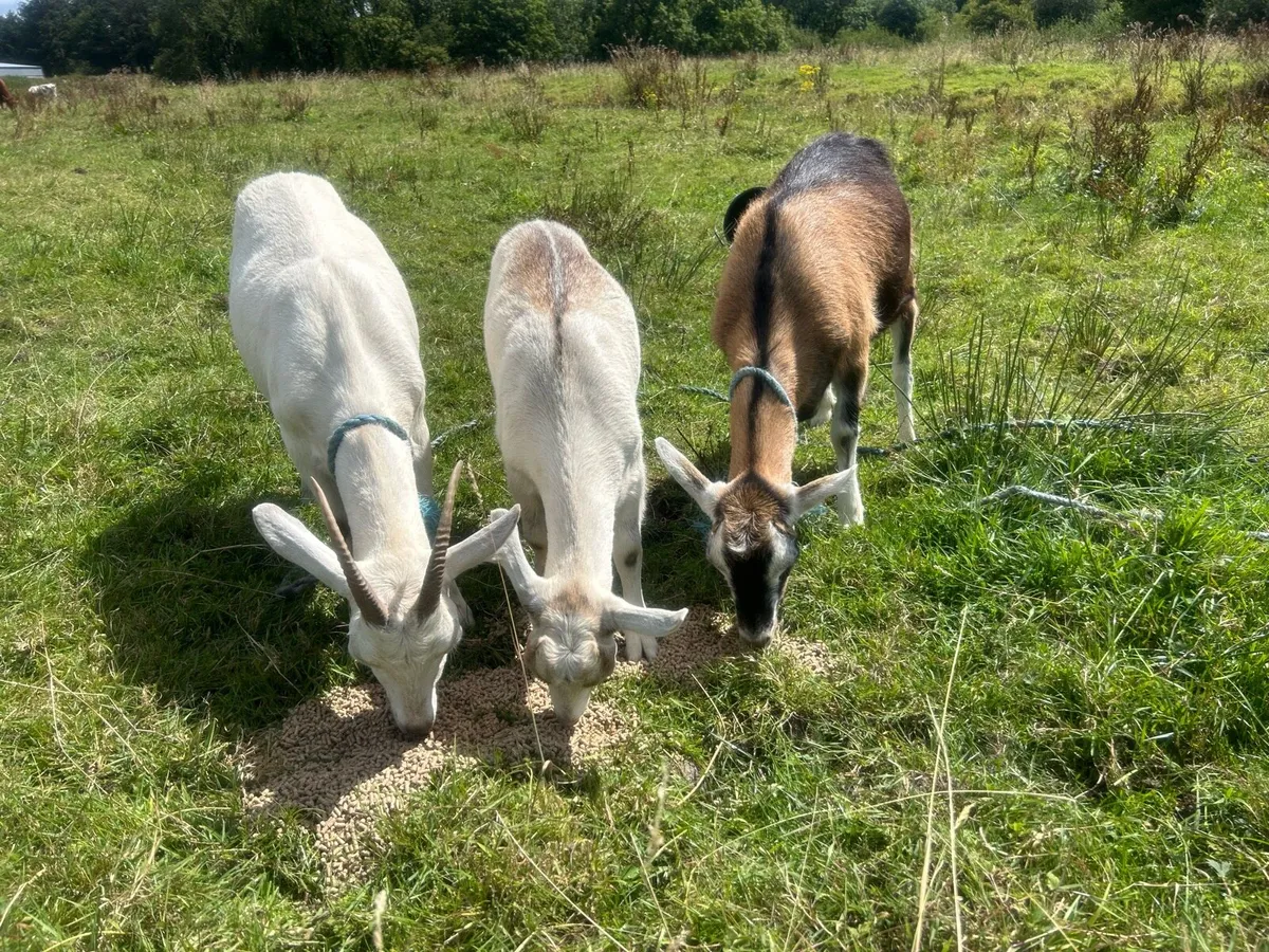 Female goats - Image 2