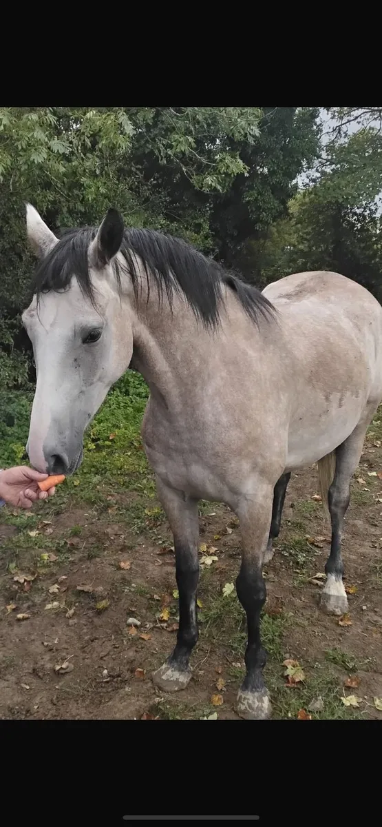 4 yr old lovely halfbred - Image 1