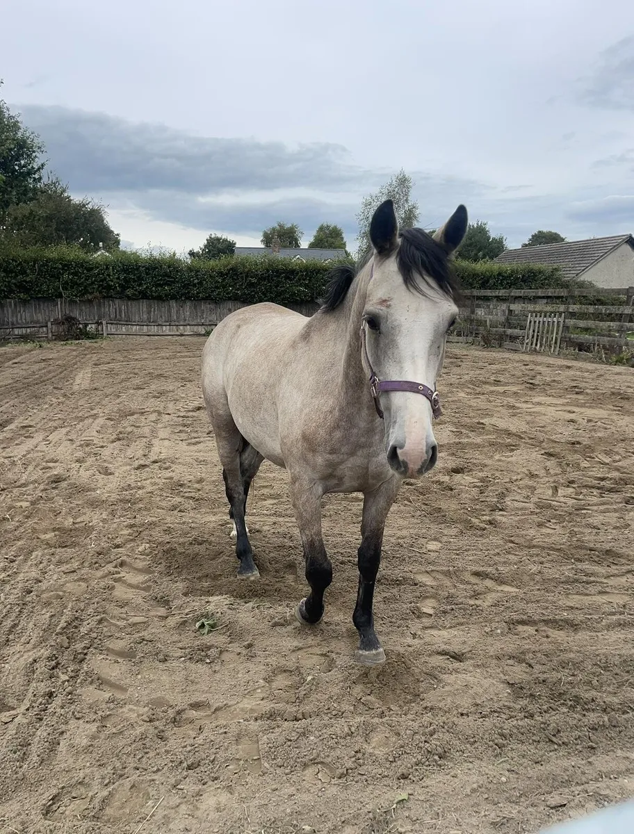 4 yr old lovely halfbred - Image 2