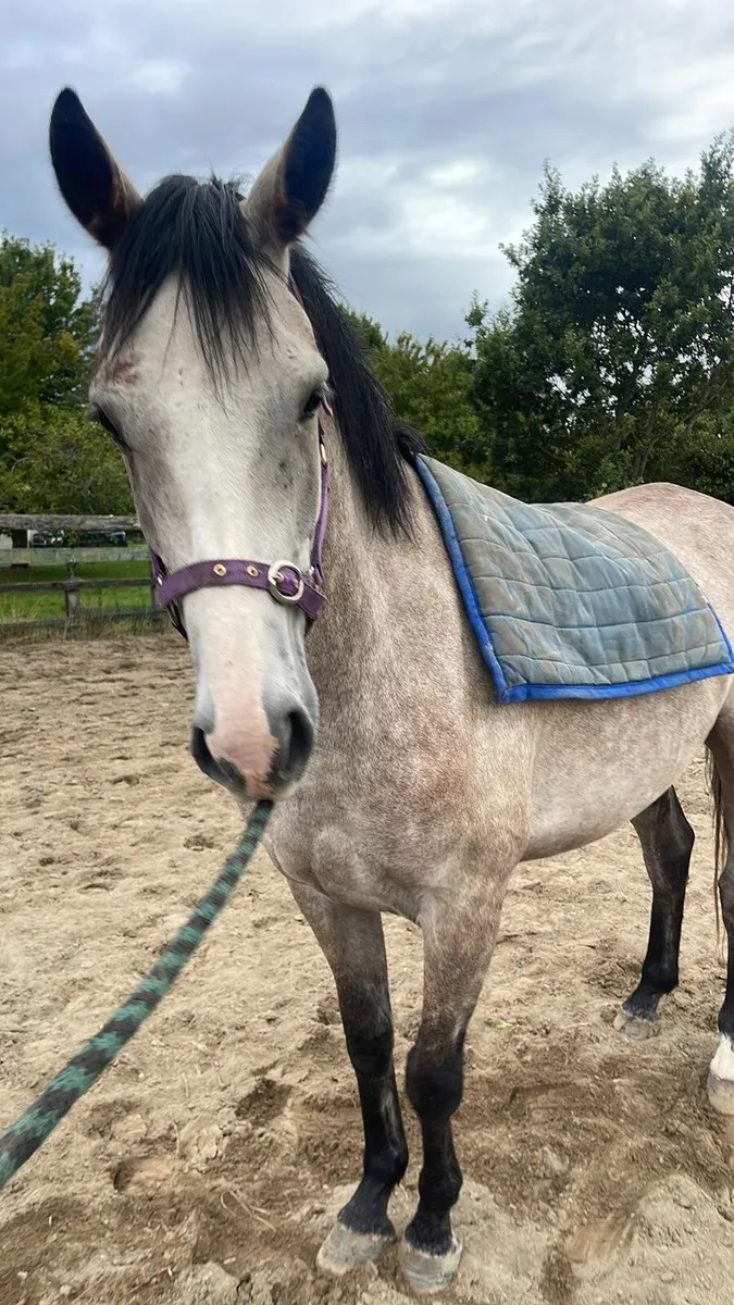 4 yr old lovely halfbred - Image 3