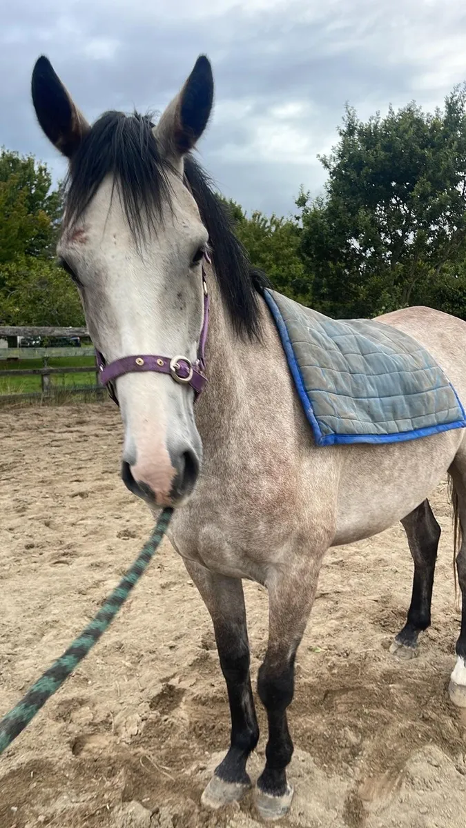 4 yr old lovely halfbred - Image 4
