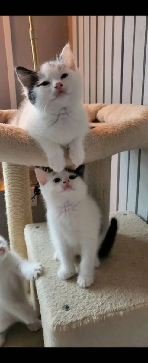Kittens (Norwegian forest kittens mix) - Image 2