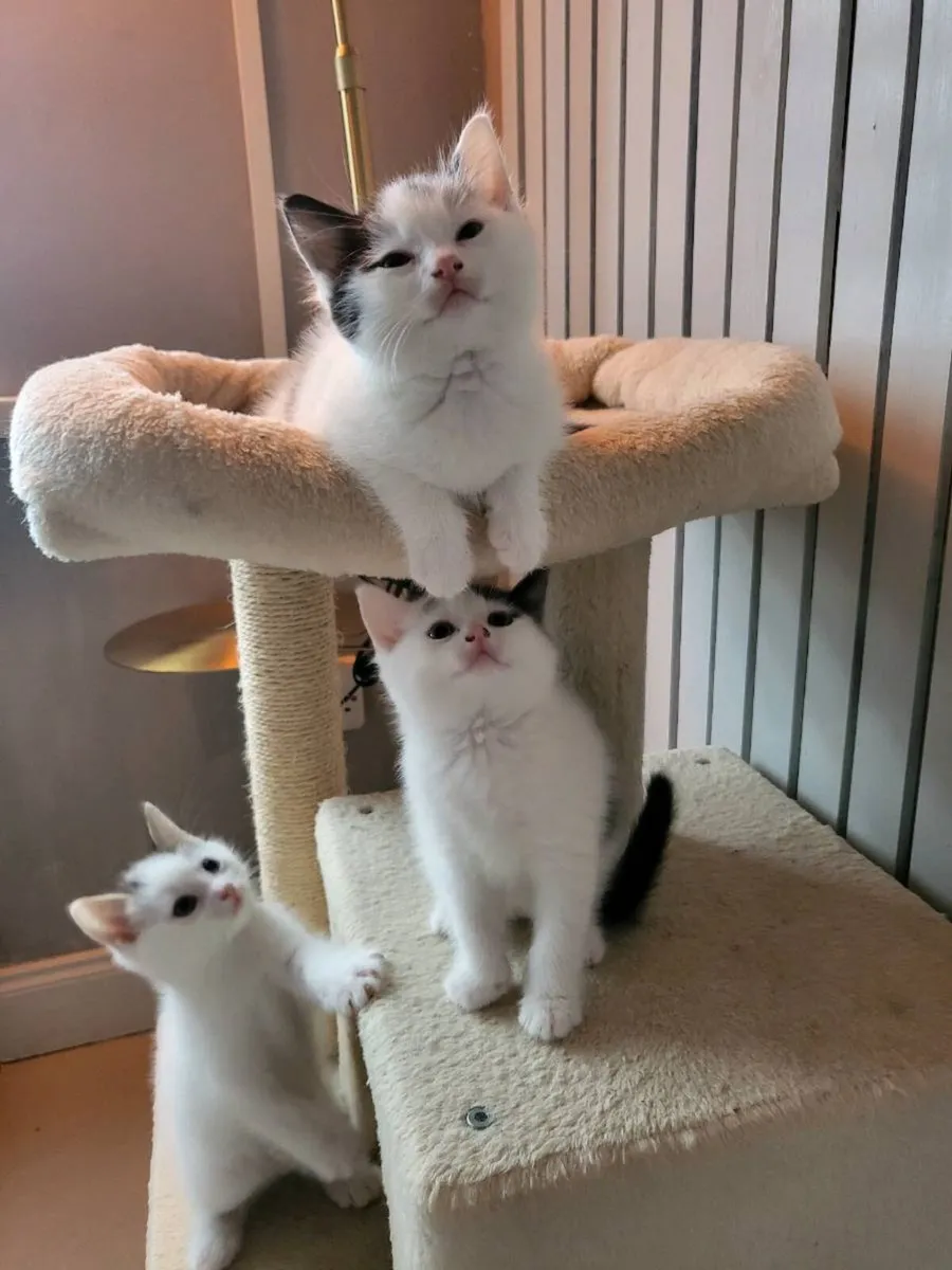 Kittens (Norwegian forest kittens mix) - Image 3