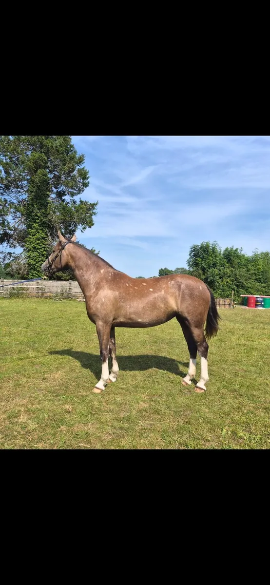 Irish Draught Filly - Image 1