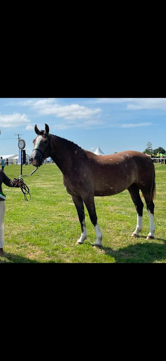 Irish Draught Filly - Image 2