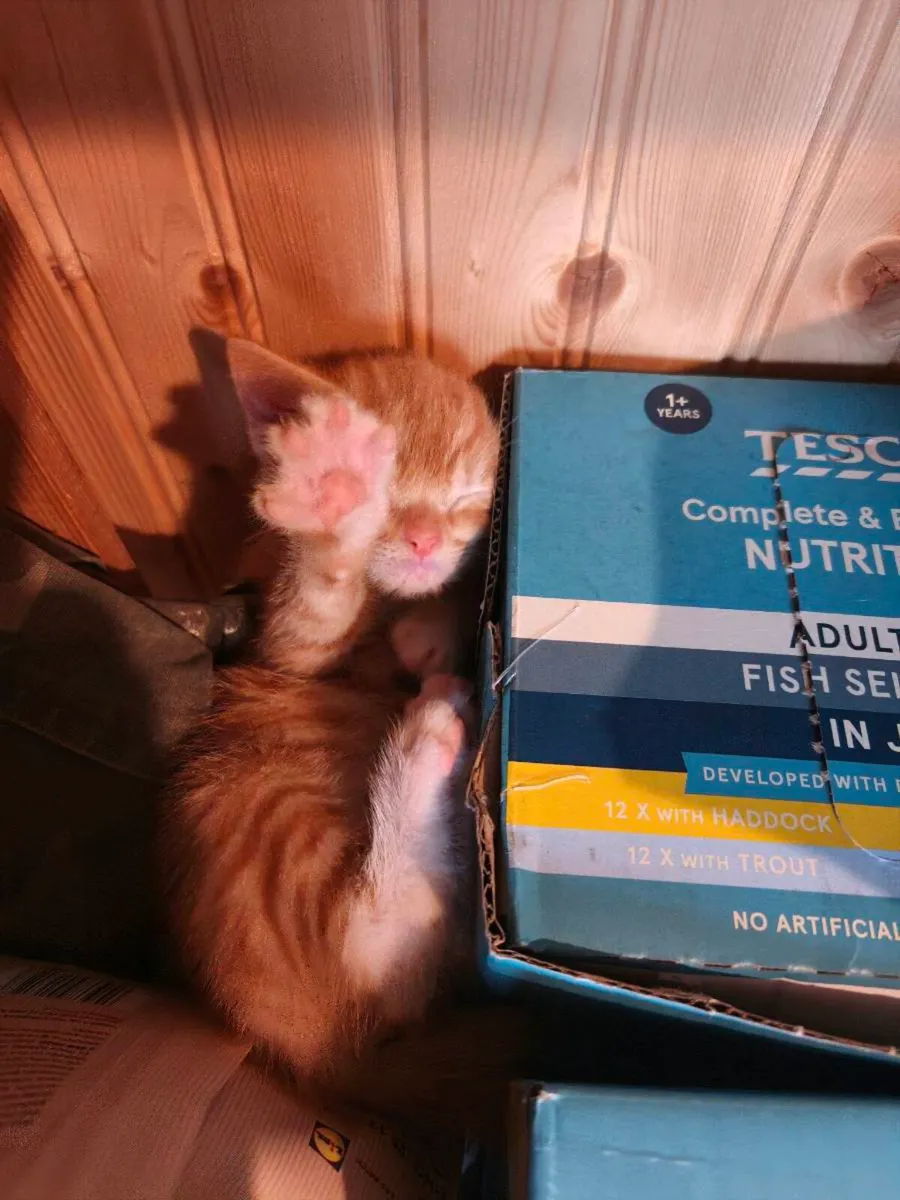 Red/ginger kittens - Image 1