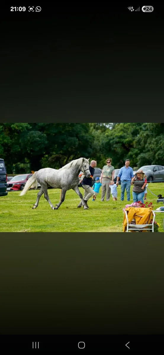 Connemara Pony - Image 2