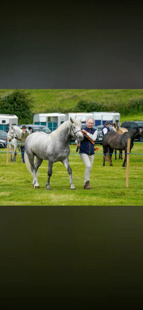 Connemara Pony - Image 3
