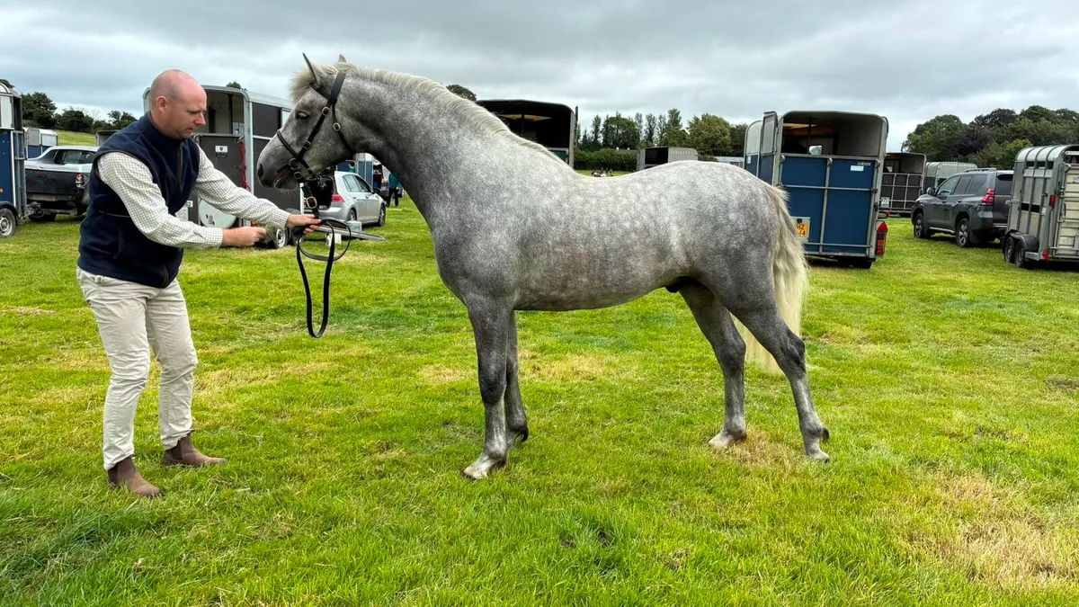 Connemara Pony - Image 1