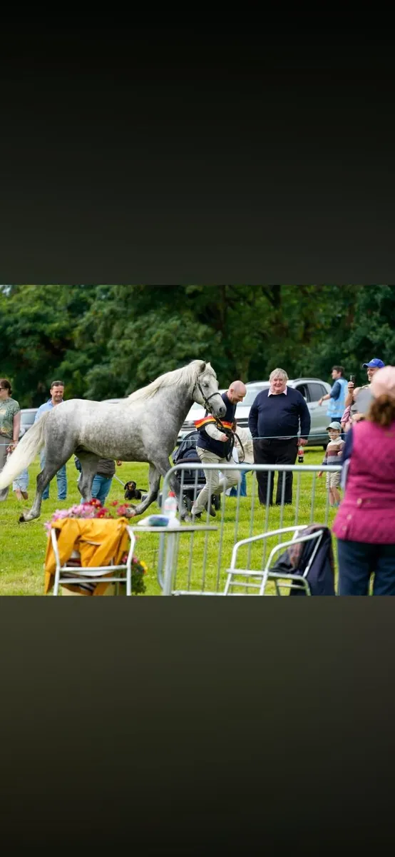 Connemara Pony - Image 4