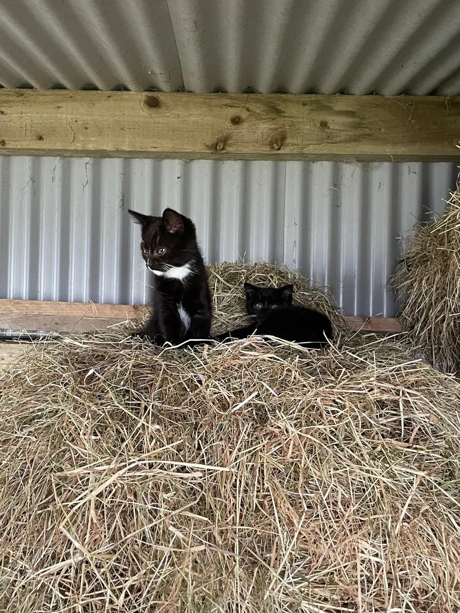 Kittens - Image 3