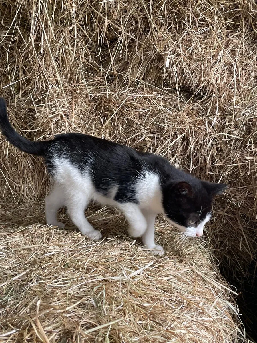 Kittens - Image 4