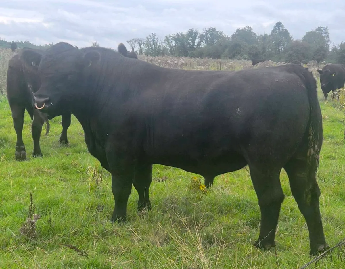 Angus Bull - Image 1