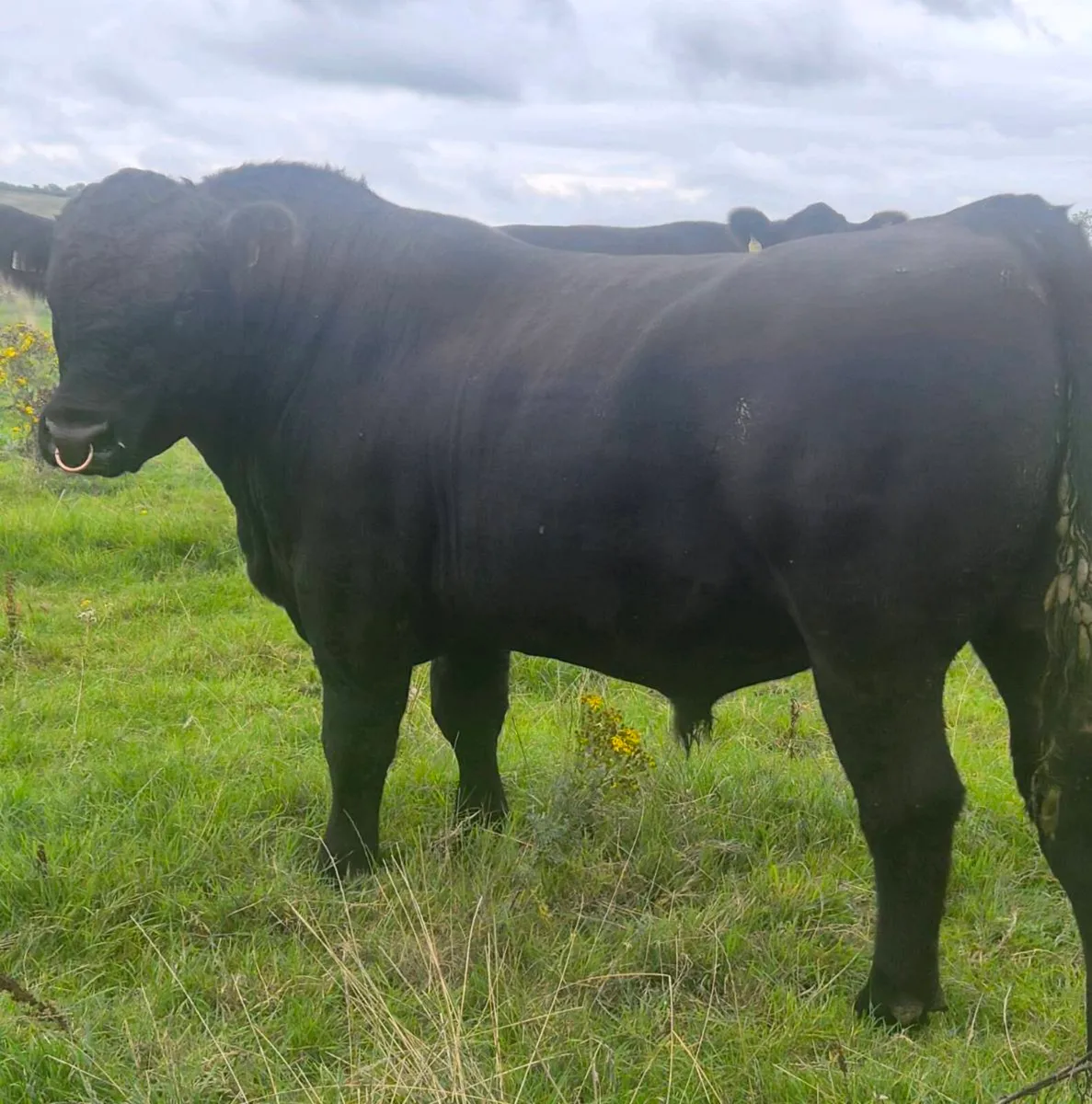 Angus Bull - Image 2