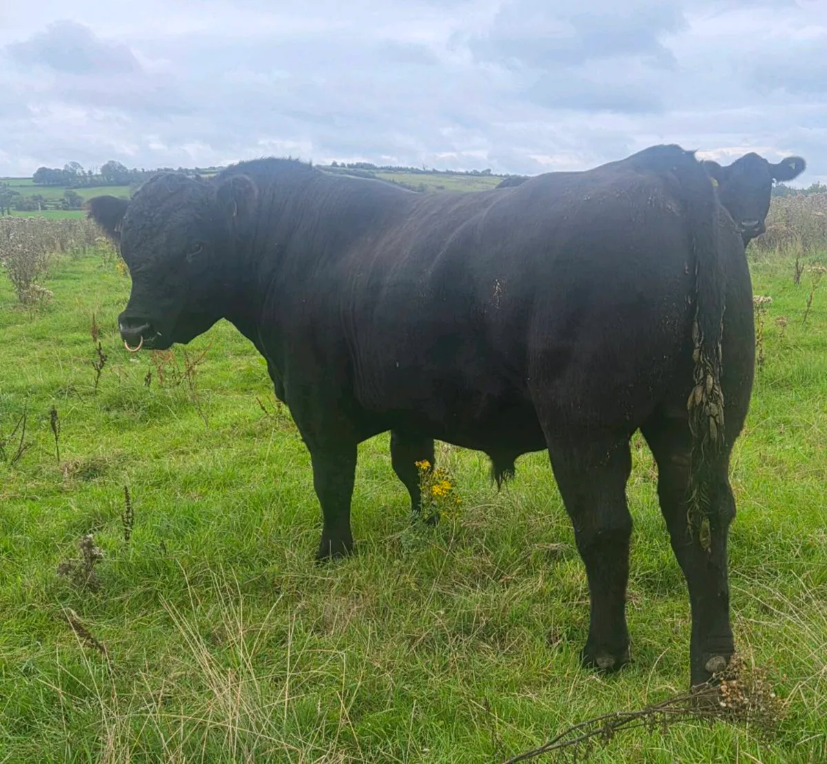 Angus Bull - Image 3