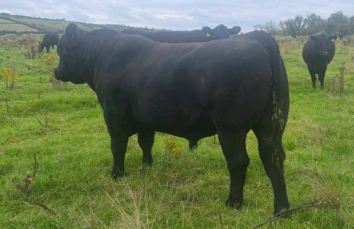 Angus Bull - Image 4