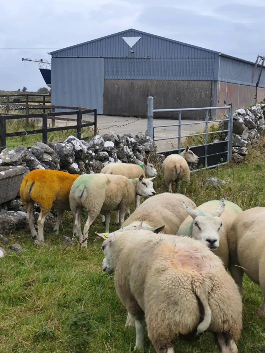 pedigree beltex ewes and ewe hoggets for sale - Image 1