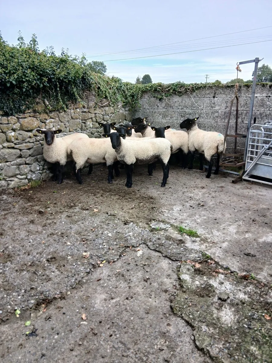 Suffolk Cross Ewe Hoggets - Image 2