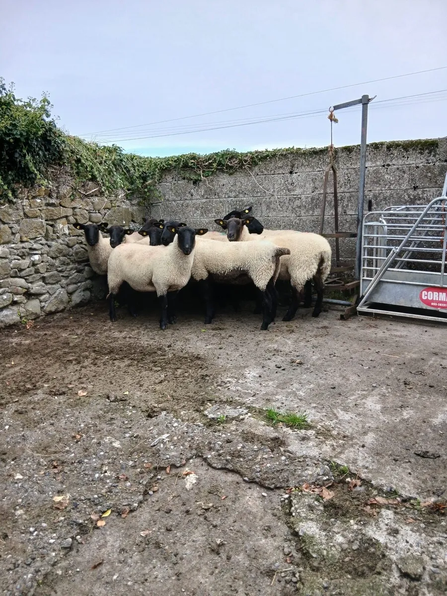 Suffolk Cross Ewe Hoggets - Image 1