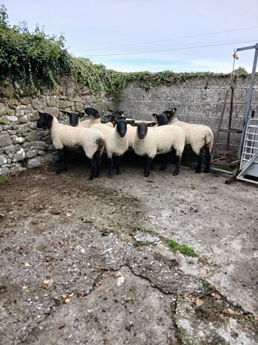 Suffolk Cross Ewe Hoggets - Image 3