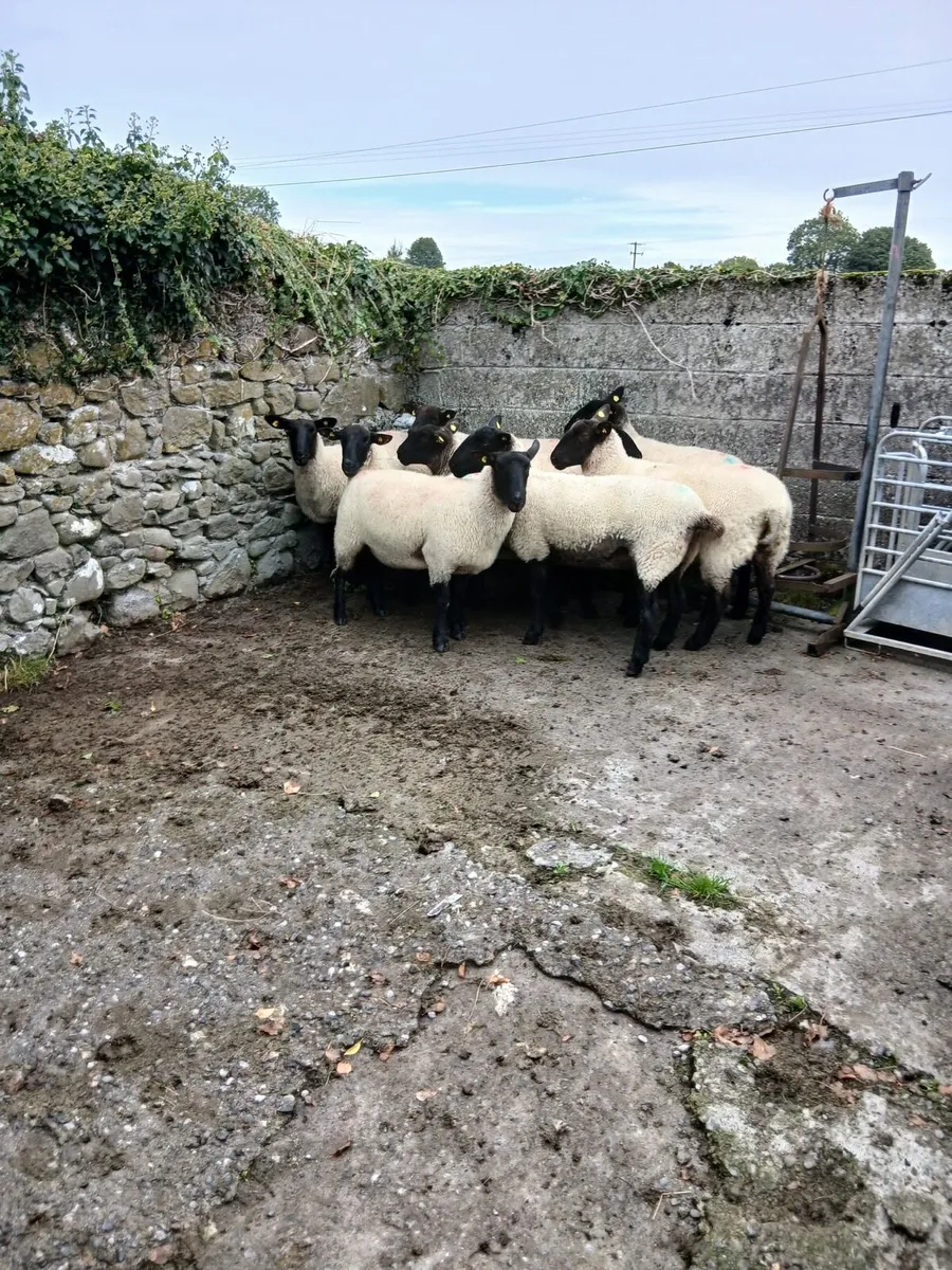 Suffolk Cross Ewe Hoggets - Image 4