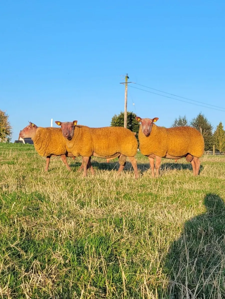 Rouge Rams for Sale - Image 1