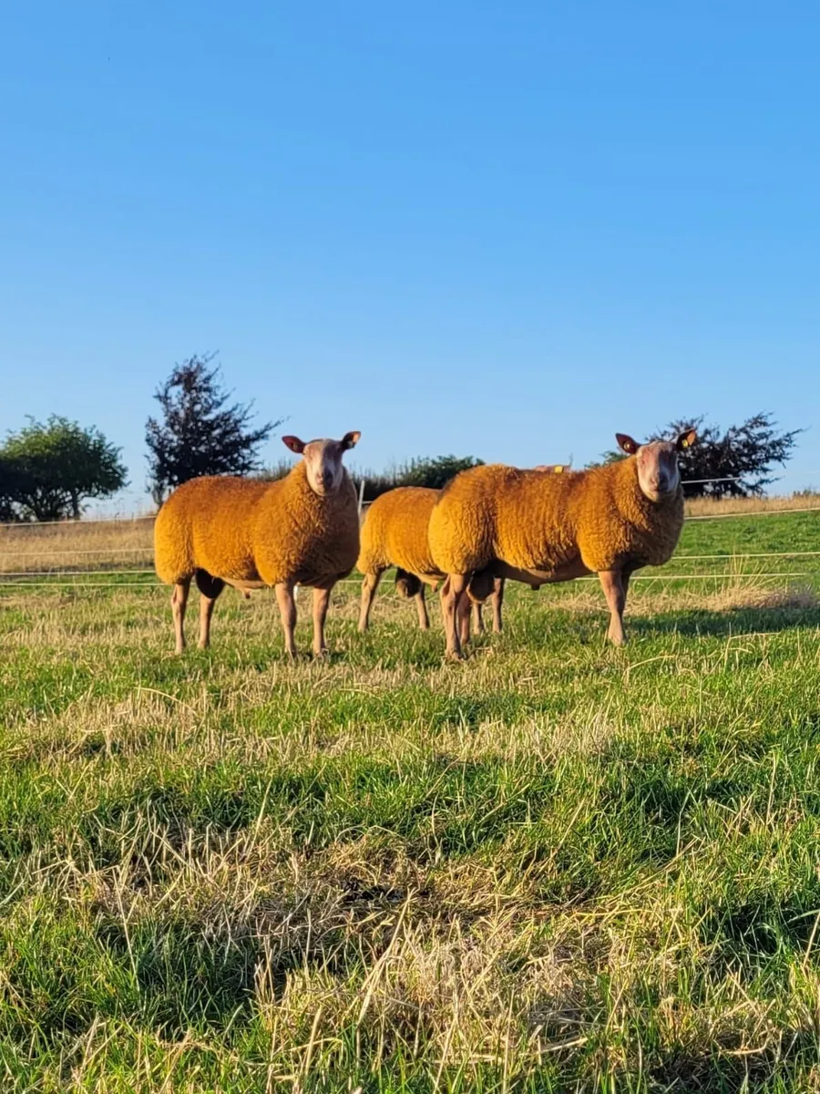 Rouge Rams for Sale - Image 2