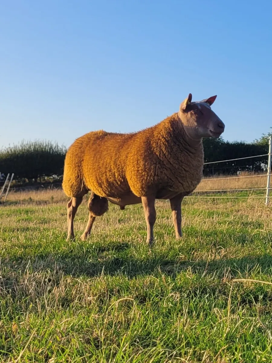 Rouge Rams for Sale - Image 3