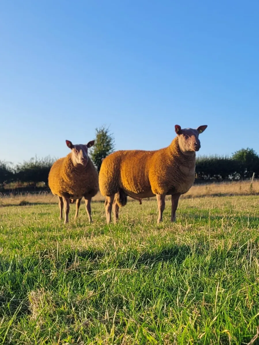 Rouge Rams for Sale - Image 4
