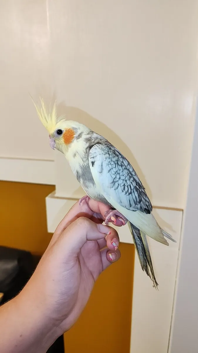 Two hand reared baby cockatiels - Image 2