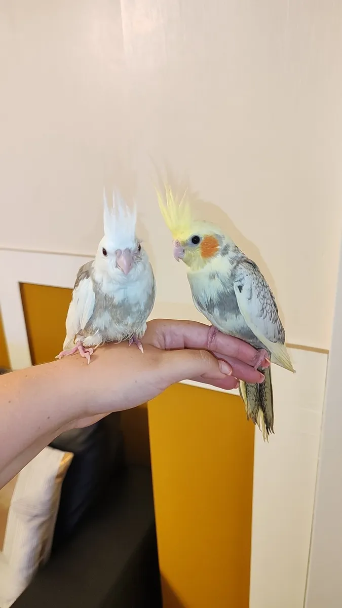 Two hand reared baby cockatiels - Image 3