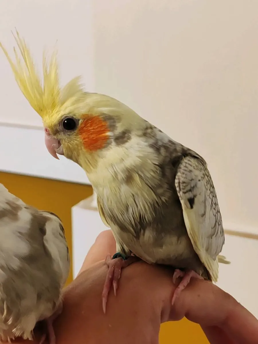 Two hand reared baby cockatiels - Image 4