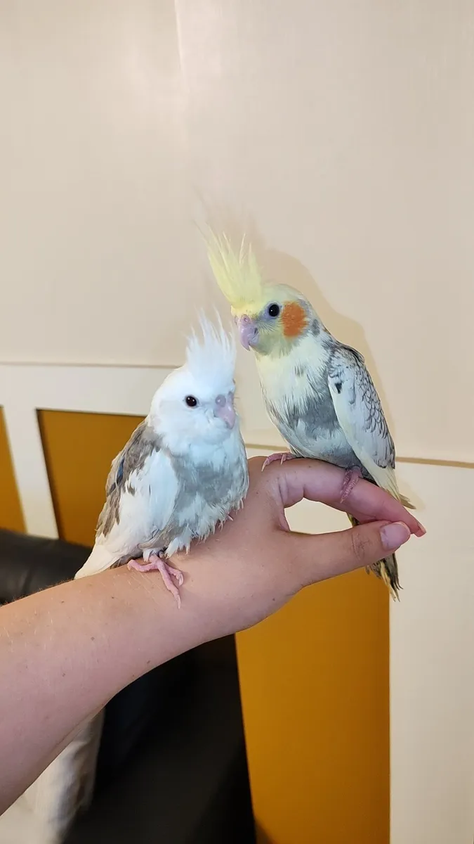 Two hand reared baby cockatiels - Image 1