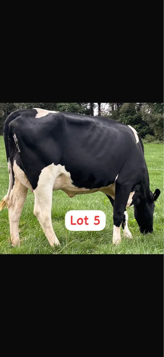 Radney Heifers - Image 3