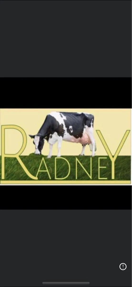 Radney Heifers - Image 1