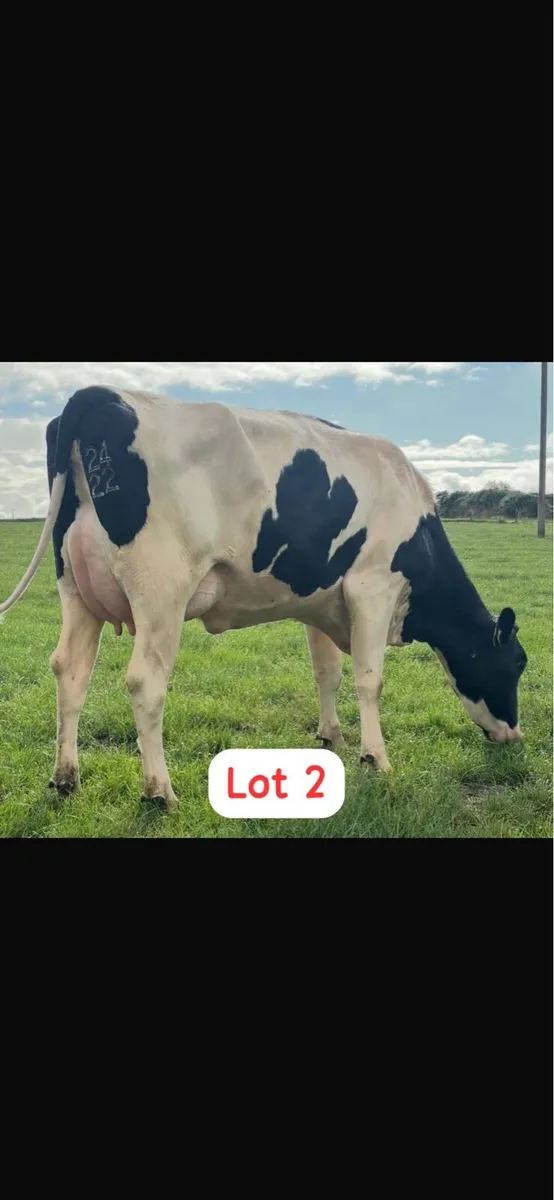 Radney Heifers - Image 2