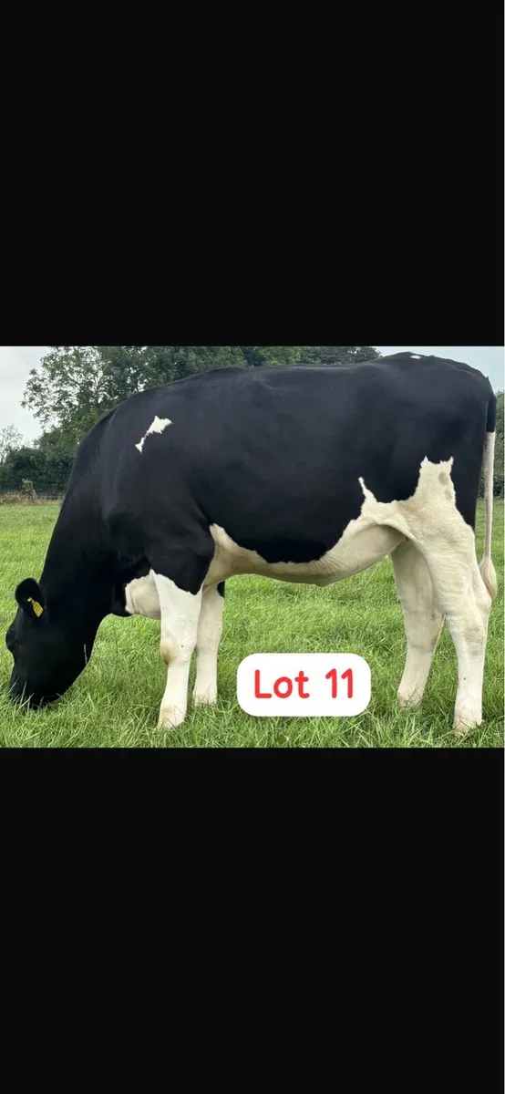 Radney Heifers - Image 4