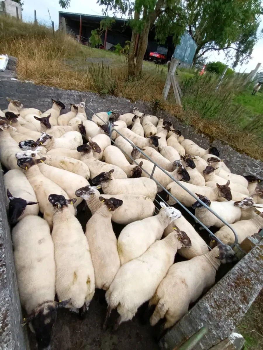 Hoggets - Image 1