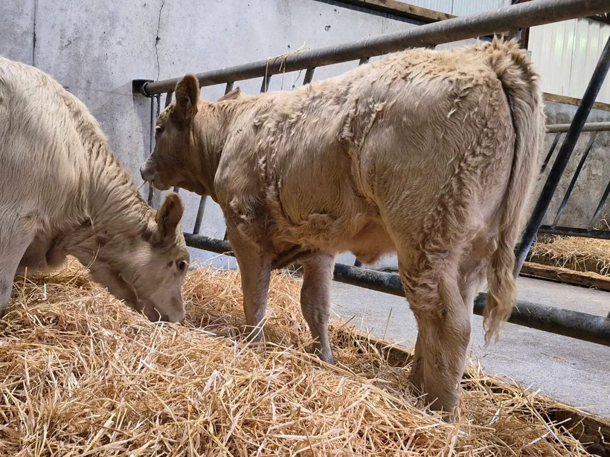 6 Super Heifer Weanlings - Image 1