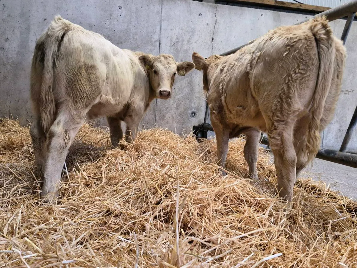 6 Super Heifer Weanlings - Image 2