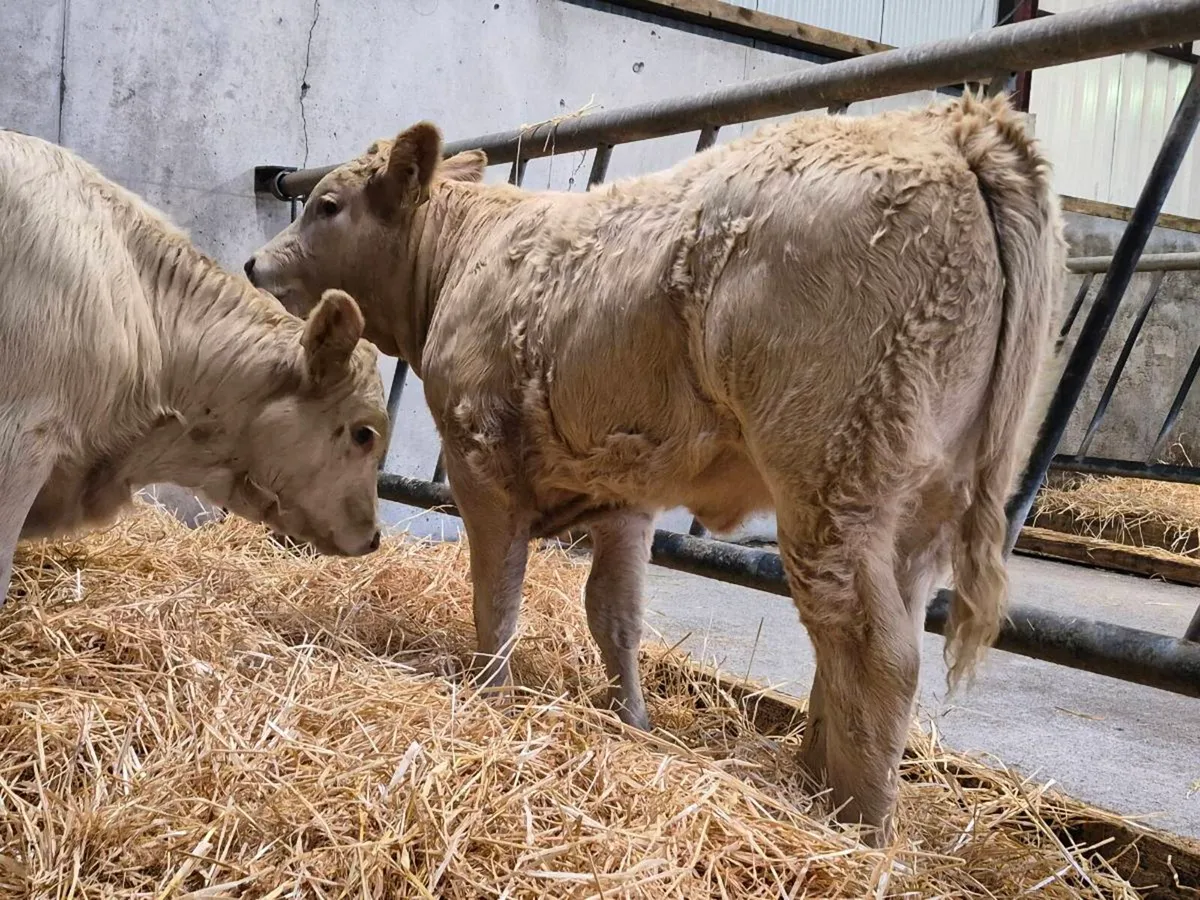 6 Super Heifer Weanlings - Image 3
