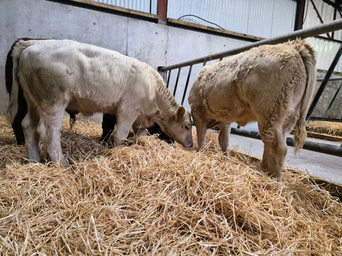 6 Super Heifer Weanlings - Image 4
