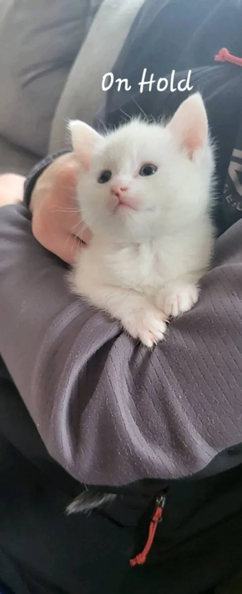 Kittens (Norwegian forest kittens mix) - Image 4