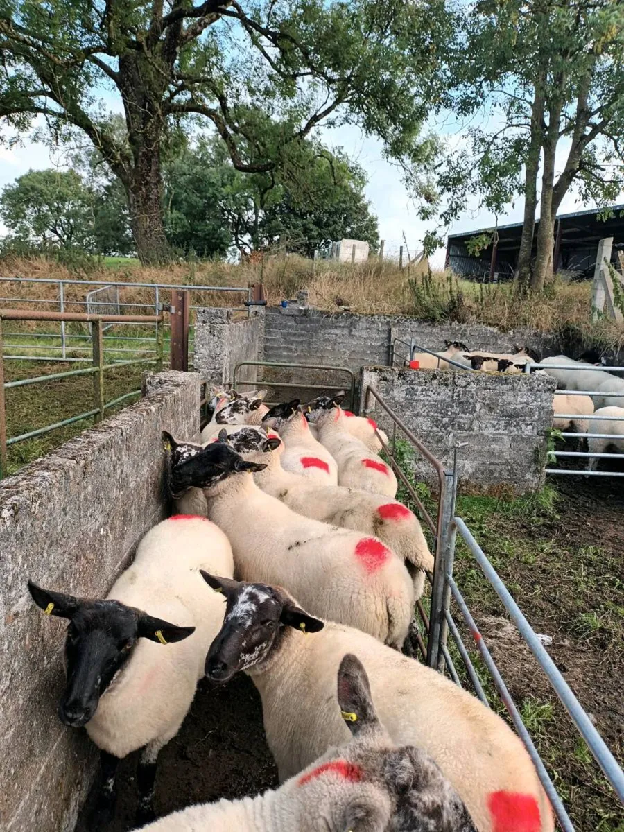 Hoggets - Image 4